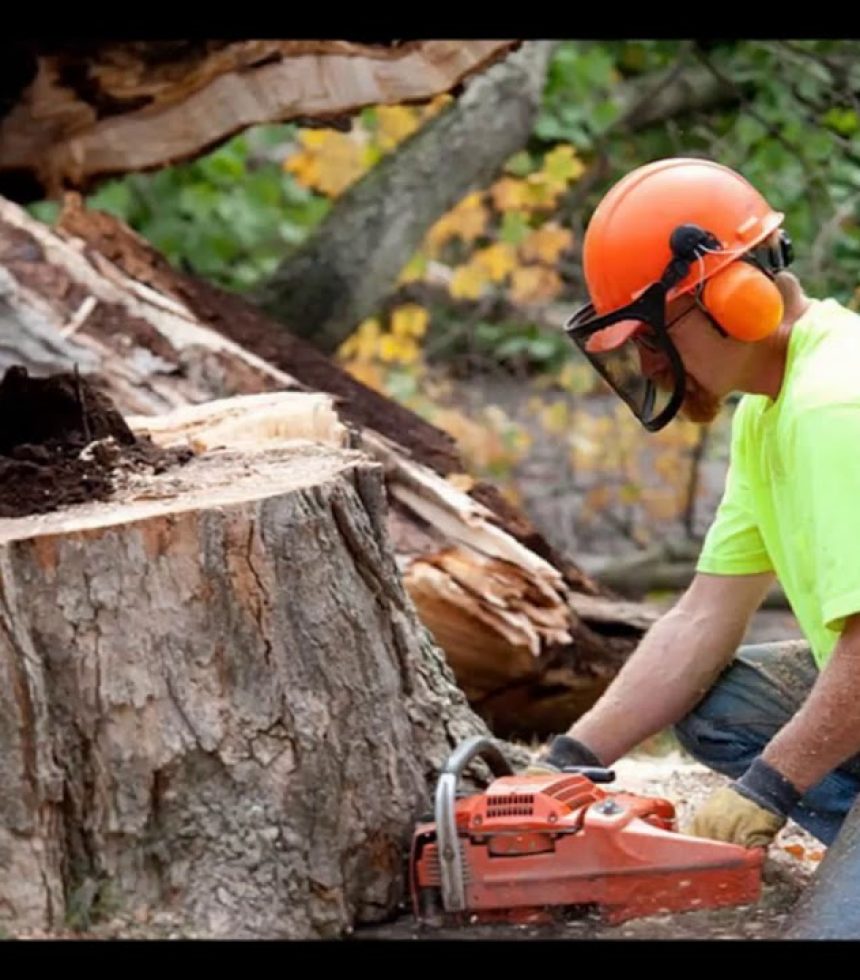 Tree Cutting NYC